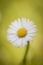 Close-up of a single daisy flower Royalty Free Stock Photo