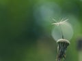Close-up of a single dandelion seed against a blurred green background Royalty Free Stock Photo