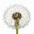 Close Up of a Single Dandelion Seed Head with White Background and Detailed Texture Royalty Free Stock Photo