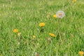 Dandilion blooms in lawn ready to start seeding and spreading Royalty Free Stock Photo