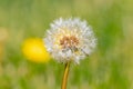 Puffed up dandilion seeds ready to spread in spring Royalty Free Stock Photo