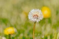 Puffed up dandilion seeds ready to spread in spring lawn Royalty Free Stock Photo