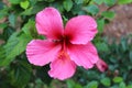 Close up of a single, dark pink hibiscus in full bloom