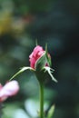 dark pink rose bud with a dark green background Royalty Free Stock Photo