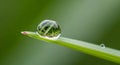 A close-up of a single dewdrop perched on the tip of a green grass blade, reflecting a miniature, Royalty Free Stock Photo