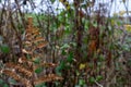 close up of a single dried and brown fern leaf Royalty Free Stock Photo