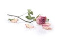 Close up of a single dried pink rose Royalty Free Stock Photo