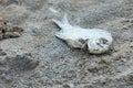 dead fish as a result of an environmental climate or drought event Royalty Free Stock Photo