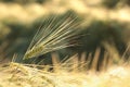 Ear of wheat in the field at dawn Royalty Free Stock Photo