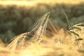 close up of a single ear of wheat growing on a field backlit by the morning sun on a spring day june poland ear of wheat in the Royalty Free Stock Photo