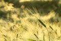 A fresh ear of wheat in the field in the sunshine Royalty Free Stock Photo