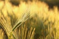 A fresh ear of wheat in the field in the sunshine Royalty Free Stock Photo