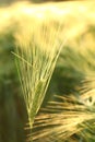 A fresh ear of wheat in the field at dawn Royalty Free Stock Photo