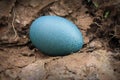 close up of a single emu egg Royalty Free Stock Photo