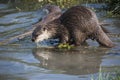 Close up of a single European otter Lutra lutra