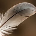 Close-up of a single feather displaying intricate barbules and a smooth, streamlined shape. The Royalty Free Stock Photo