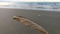 A Single Feather on a Sandy Beach with a Blurry Ocean Background Royalty Free Stock Photo