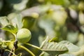 Close up of a single fig on the branch, green and nature copy-space Royalty Free Stock Photo