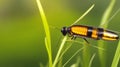 A close-up of a single firefly perched on a blade of grass