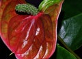 Close up of a single flamingo bloom with deep red colored petal