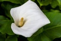 Close-up of a single flawless white Calla lily flower, Zantedeschia aethiopica, with a bright yellow spadix in the centre of the Royalty Free Stock Photo