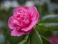 Close up single flower Beautiful pink japanese camellia, Camellia Japonica blossom with green leaves and dew drops Royalty Free Stock Photo