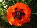 Oriental Poppy, papaver orientale in close-up