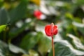 Close up single flower red for background with copy space