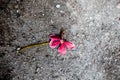 Close up of single flower on rough surface of Rangoon`s creeper,Chinese suckle, or honey suckle. Royalty Free Stock Photo