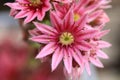 Close-up of single flower on sempervivum plant