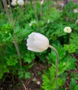 Close up single flower of Snowdrop anemone Royalty Free Stock Photo