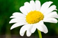 Close up single flower of white chamomile with yellow core with bokeh effect green blurred