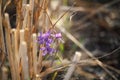 Close-up of single fragile purple flower against a background of blurred stubble from a wheat field