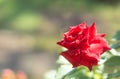 A close up of single fresh beautiful red rose taken from the garden with blurred background, Valentine`s Day flower Royalty Free Stock Photo