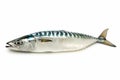 Fresh Mackerel Fish Isolated on White Royalty Free Stock Photo