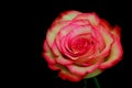 Beautiful pink and yellow glowing rose on dark baground