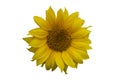 Single sunflower blossom isolated on white background Royalty Free Stock Photo