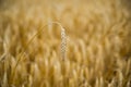 Close up of single golden wheat ear in wheat field. Horizontal photo. Harvest background Royalty Free Stock Photo