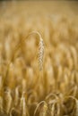 Close up of single golden wheat ear in wheat field. Vertical photo Royalty Free Stock Photo