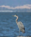 Great Blue Heron standing on dock with lake and mountains in background in Clear Lake, CA Royalty Free Stock Photo