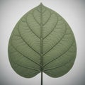 A close up of a single green leaf with a symmetrical pattern Royalty Free Stock Photo