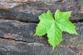 Single green leaves in heart shaped growing in cracks wood charcoal abstract background Royalty Free Stock Photo