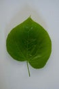 Close up of single green lime, linden leaf