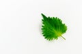 A close up of a single green perilla leaf on a white background copy space left Royalty Free Stock Photo
