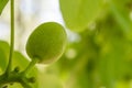 Close up of a single green raw walnut hanging on a tree branch. Detail on outer shell structure. Royalty Free Stock Photo