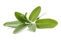 Close-up of single green sage leaf on isolated background. Leaf slightly curled, adding dynamism to still scene. Centrally Royalty Free Stock Photo