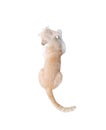 Single head , body back and long tail of brown asian cat top view isolated on white background with clipping path