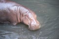 Single hippo in the water , nature animal background