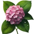 hydrangea and leaves and waterdrops on their leaves on a white background. AI-Generated Royalty Free Stock Photo