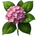 hydrangea and leaves and waterdrops on their leaves on a white background. AI-Generated Royalty Free Stock Photo